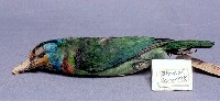 五色鳥藏品圖，第2張